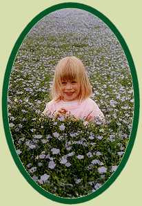 Flax Plant - The basic of Irish Bed Linen